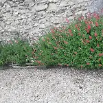 Prázdninový dům La Mirabelle Montazeau