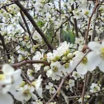 La Mirabelle * Montazeau