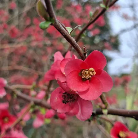 بيت للعطل La Mirabelle