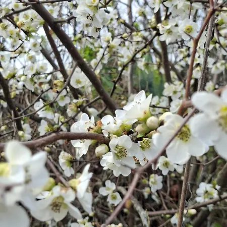 La Mirabelle * Montazeau