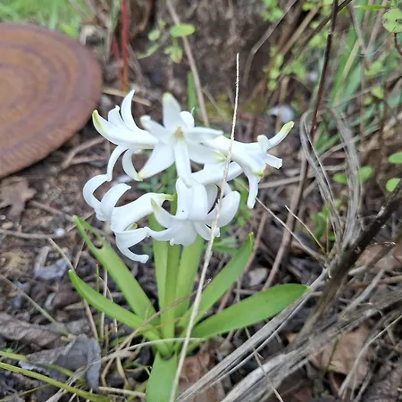 La Mirabelle