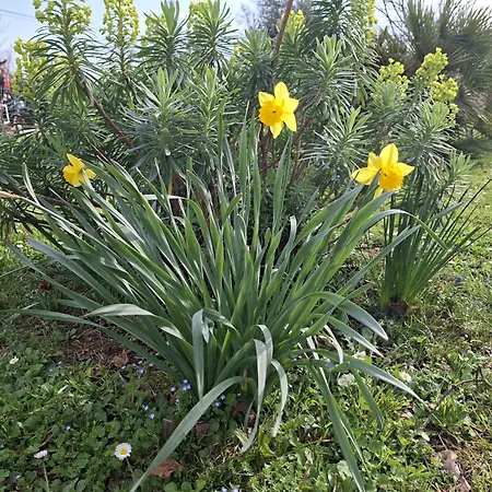 La Mirabelle *