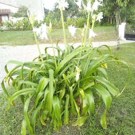 Gite La Mirabelle * Montazeau