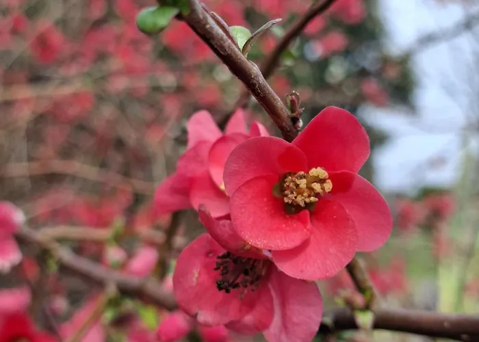 بيت للعطل La Mirabelle