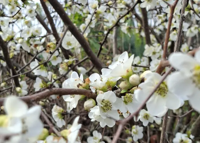 La Mirabelle * Montazeau