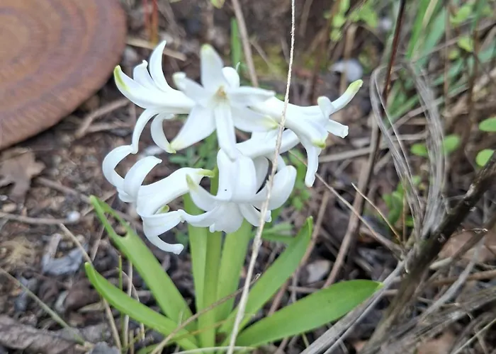 La Mirabelle