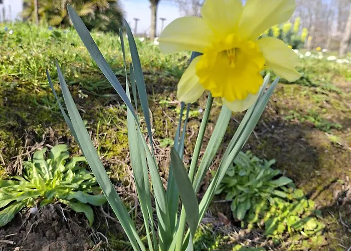 La Mirabelle * Montazeau