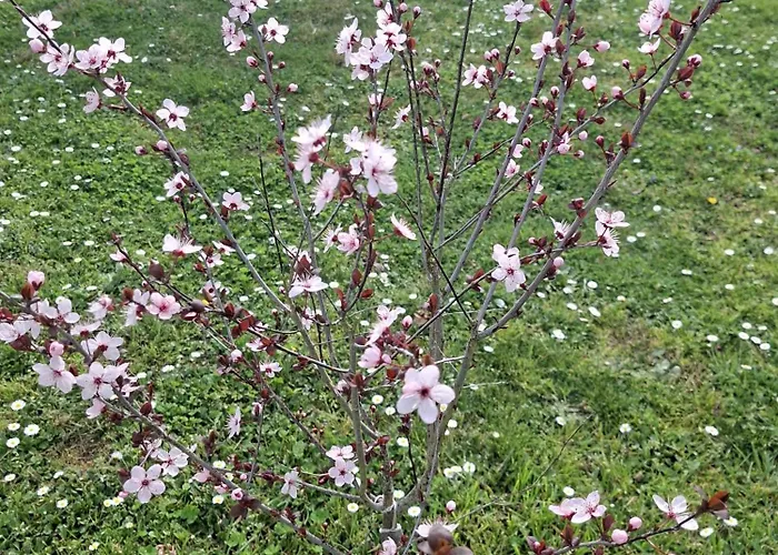 بيت للعطل La Mirabelle