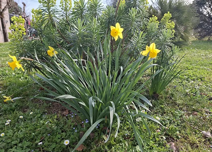 La Mirabelle *