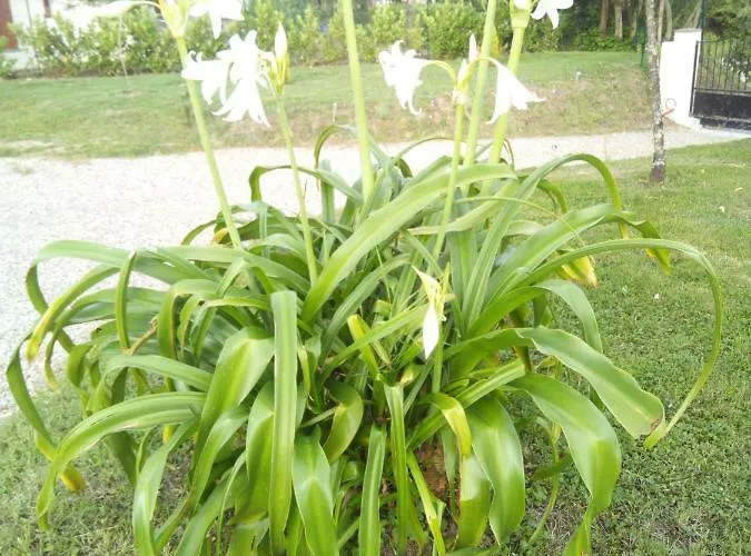 La Mirabelle * Montazeau